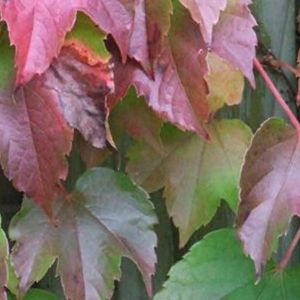 2 x vigne vierge japonaise 'veitchii' - parthenocissus tricuspidata ' veitchii'