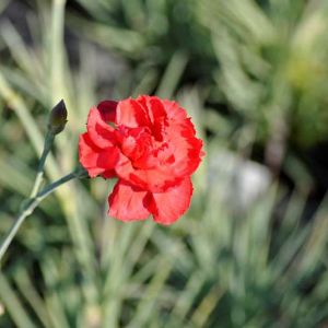 6 x &oelig;illet mignardise  - dianthus plumarius 'david'  - godet 9x9 cm