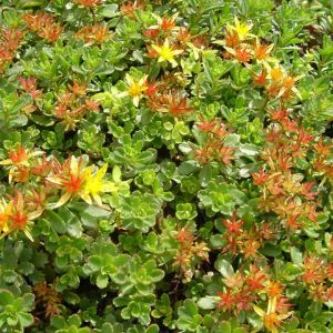 6 x orpin du kamtchatka - sedum floriferum 'weihenstephaner gold' - godet 9x9