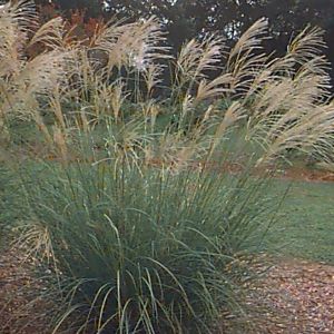6 x roseau de chine  - miscanthus sinensis 'silberfeder'  - godet 9x9 cm