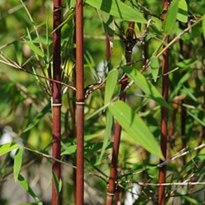 Farg&eacute;sia, bambou parapluie   - fargesia 'red dragon'  - 40-50 cm pot