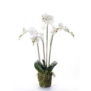 Emerald Phalaenopsis Artificiel avec Mousse Décoration Blanc 90 cm 20.355 414484
