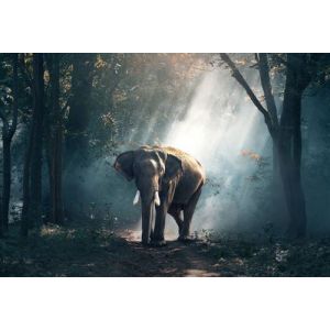Fabulous Poster Elephant d'asie foret (91cm x 133cm)