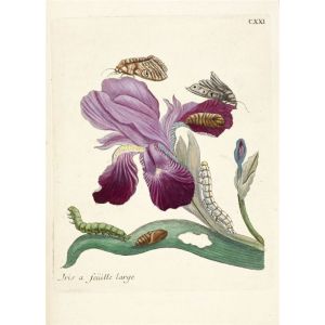 Fabulous Poster Iris papillons chenilles illustration (61cm x 85cm)