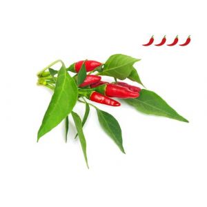 Click & Grow Piment Piri Piri / 3-pack – Capsules de piment fort pour jardin d’intérieur intelligent