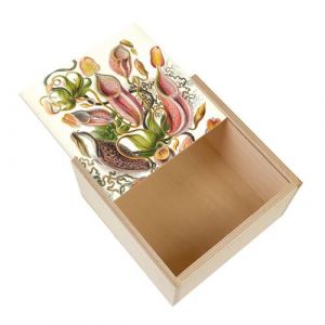 Boite Coffret en Bois - Fabulous - Nepenthes Plante Carnivore (11 x 11 x 3,5 cm)