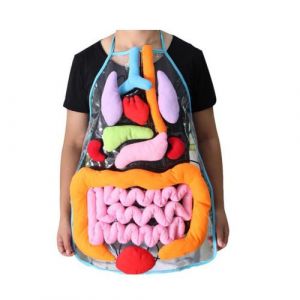 Insights Jouets éducatifs pour les enfants Anatomie du corps humain Tablier Organes Aware_Kiliaadk1445