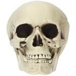 Folat Halloween Décoration-Décoration-Crâne-Halloween-14 x 17 x 19 cm, 23916, Blanc