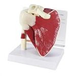 GPI Anatomicals 1810 Mod&egrave;le de coiffe de rotateurs articul&eacute;e