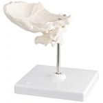 3B Scientific A71/5 Atlas et Axis avec Squame Occipitale + Application anatomie gratuite - 3B Smart Anatomy