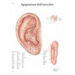 3B Scientific &ndash; Lamin&eacute; Oreille Acupuncture Affiche &ndash; Poster Prot&eacute;g&eacute; contre UV et Poussi&egrave;re pour &Eacute;tude, Enseignement et Cliniques