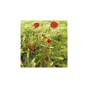 Scenolia Tableau Toile XXL en kit Coquelicots Et Bles 60 x 60 cm - Toile Textile sans PCV - Tableau Grand Format fabriqué en France
