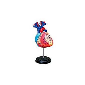 EXPLORA - Cœur - Anatomie du Corps Humain - 546052 - Modèle Réaliste de 31 Pièces - Notice d'Assemblage et Quiz Éducatif - Kit de Découverte - Jeu pour Enfant - Scientifique - À Partir de 8 Ans