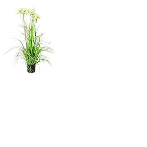 Europalms 61432 Plante de Décoration Etoile Herbe Vert 120 cm