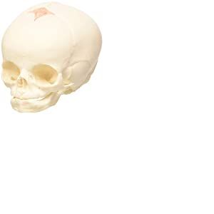 3B Scientific® Crâne Fœtal – Réplique Anatomique Taille Réelle avec Fontanelles, Sutures & Structure Osseuse + Smart Anatomy App (Garantie de 5 Ans)
