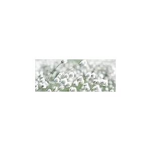 Pro-Art Tableau en verre, fleurs blanches séchées, 50 x 125 cm