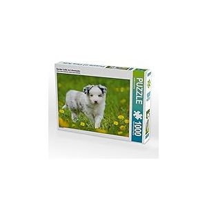 CALVENDO Puzzle Border Collie dans Un Pissenlit 1000 Pieces 64 x 48 cm from DoraZett