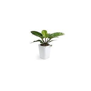 QUALY Oasis QL10306-WH-GY Pot de Fleurs carr&eacute; avec syst&egrave;me d'auto-Irrigation Blanc Taille L