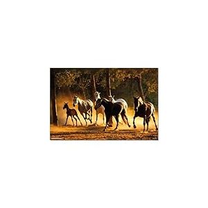 Grupo Erik Poster Chevaux Andalouses - 35.8 x 24.2 pouces / 91 x 61.5 cm - Expédié roulé - Cool Posters - Art Poster - Affiches & Impressions - Affiches murales