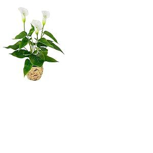 Calla Plante Artificielle dans Un Panier - Fleurs Blanches artificielles en Plastique - Décoration en Pot - Fleurs artificielles - Fleurs artificielles en Soie