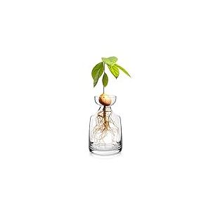 Yaoxianwu Vase en Verre pour avocatier - Kit de Culture d'avocat - Pot de Fleurs en Forme de Gland - Vase en Verre pour Maison, Table, Bureau, décoration intérieure 1