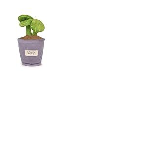 DOUDOU ET COMPAGNIE - 1 Peluche Fleur Décorative Botanique - 25 Cm - Collection Botanique - Modèle Aléatoire À Collectionner - Plante en Tissu pour Enfants et Adultes - Objet Déco Nature- SP4345