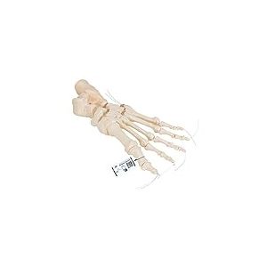 3B Scientific Squelette du Pied sur Fil de Nylon + Application anatomie gratuite - 3B Smart Anatomy