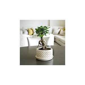 Ivyline Pot de Fleurs Rond en céramique émaillée de qualité supérieure - Imperméable et Durable - Style Contemporain - 38,5 x 20 cm