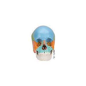 3B Scientific® Modèle de Crâne Humain Anatomique – Version Didactique en 22 Parties avec Os Amovibles, Structures Numérotées, PVC Lavable + Application Smart Anatomy (Garantie 5 Ans)