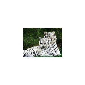 Pracht Creatives Hobby Diamond Painting Set, Tableau avec Motif de Tigre Blanc et Accessoires, kit de Bricolage pour Peindre avec des Pierres Brillantes, pour Enfants à partir de 5 Ans