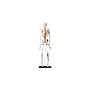 EXPLORA - Squelette - Anatomie du Corps Humain - 546059 - Modèle Réaliste de 46 Pièces - Notice d'Assemblage et Quiz Éducatif - Kit de Découverte - Jeu pour Enfant - Scientifique - À Partir de 8 Ans