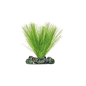 ICA Aquatic Plants AP1114 Miriophyllium Soie Plante d'aquarium 7 cm