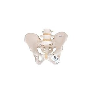 3B Scientific Squelette du Bassin Masculin + Application anatomie gratuite - 3B Smart Anatomy