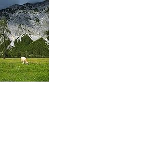 Rasch Magicwalls 364637 Papier peint photo non tissé avec montagnes et vache sur prairie Vert et gris 2,65 x 1,59 m
