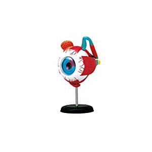 EXPLORA - Œil - Anatomie du Corps Humain - 546054 - Modèle Réaliste de 32 Pièces - Notice d'Assemblage et Quiz Éducatif - Kit de Découverte - Jeu pour Enfant - Scientifique - À Partir de 8 Ans
