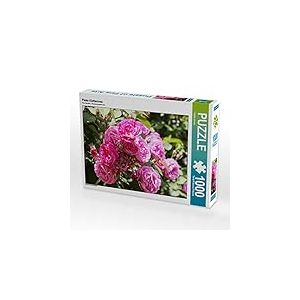 CALVENDO Puzzle Rosier grimpant Rose 1000 Pieces 64 x 48 cm from Gisela Kruse