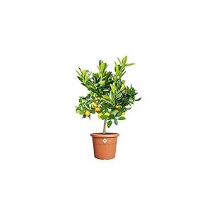 Elho Algarve Cilindro 35cm - Grand Pot de Fleurs Ext&eacute;rieur - Jardini&egrave;res - Plastique 100% recycl&eacute; - &Oslash; 34.5 x H 29 cm - Marron/Terre Cuite