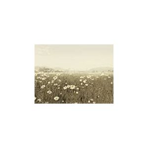 Pyramid International WDC45348Ian Winstanley 60 x 80 cm Field of Daisies CanvasToile imprimée sur cadre en mdf - canvas