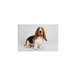 Capuche Cadeau Ltd Dog – Basset Hound- Grande Statue