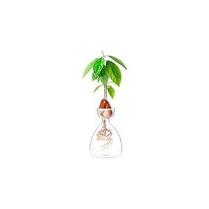 Maveite Vase d'avocat pour Plantes d'avocat - Vase de Culture en Verre pour démarrage de graines de Jardin - Kit de Culture d'avocatier pour Enfants, Adultes, Amis, Famille, Culture d'avocatier,
