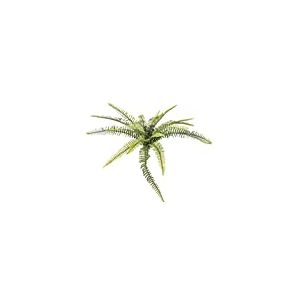 Europalms Forêt de fougères, 40 cm, Vert