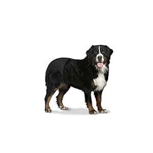 duvoplus, Culotte pour Chiens Pratique et hygiénique, 60-70 cm, Tissu Stretch Confortable, avec Bande élastique et Fermeture Solide, Comprend Trois Serviettes hygiéniques, À Laver à 30 degrés