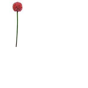 Europalms 82530568 55 cm Allium Vaporisateur, Rouge