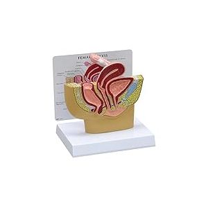 GPI Anatomicals 3500 Modèle de bassin féminin