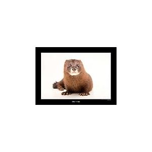 Komar National Geographic WB-NG-042-50 x 40 cm Poster Mural sans Cadre Motif menacé Image Animale Impression Artistique Portrait Tableau, Papier, Marron, Noir, Blanc, 50x40