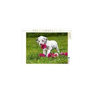 CALVENDO Puzzle Chiot Dalmatien Mignon avec des Fleurs de tannerie Roses 1000 Pieces 64 x 48 cm from DoraZett