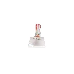 3B Scientific M34/1 Modèle de squelette du pied avec ligaments et muscles + Application anatomie gratuite - 3B Smart Anatomy