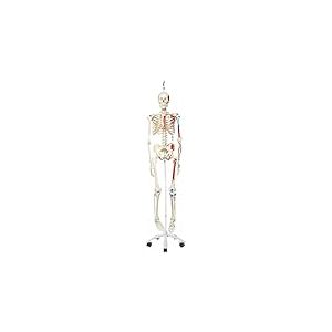 3B Scientific A11/1 Squelette Max avec représentation des muscles sur pied d'accrochage métallique à 5 roulettes modèle + Application anatomie gratuite - 3B Smart Anatomy