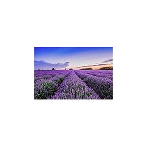 A.S. Cr&eacute;ation Papier peint Lavender Field 3,75 m x 2,50 m - WALLLOVE Papier peint Champ de lavande en violet, bleu y compris colle - DD129578