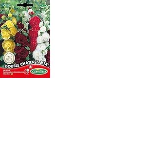Germisem Graines Rose tr&eacute;mi&egrave;re double vari&eacute;e Double Chater&acute;S Mix EC1500 Multicolore